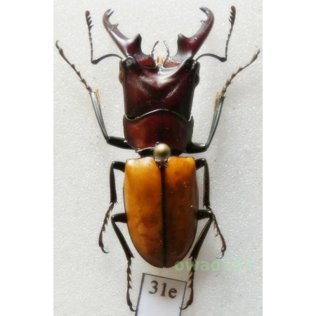 Cyclommatus pahangensis (Nagel, 1936) 33mm Thailand31e